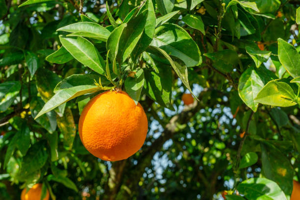 istock Ripe orange fruit on orange tree between lush foliage. View from below. 1947307644