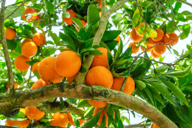 istock Ripe orange fruits on orange tree between lush foliage. View from below. 1947307660