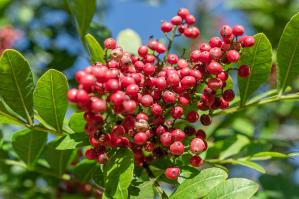 istock Fresh pink peppercorns on peruvian pepper tree branch. Blue sky at the background. 1947307702