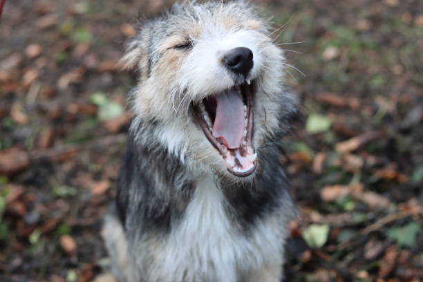 istock Dog sitting and yawning in a park 1947308469