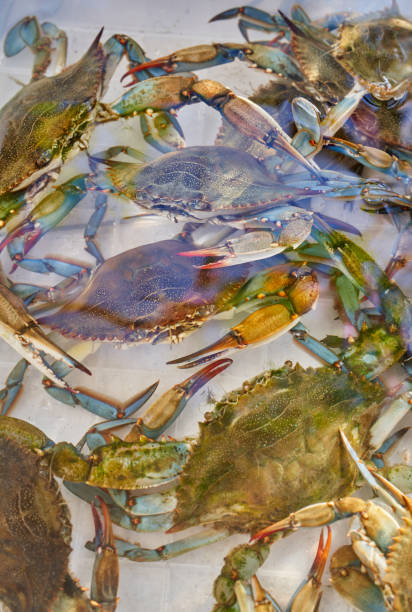 istock Large crabs crawl in the water in a plastic box 1947308480