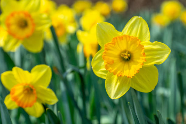 istock Narcissus in full bloom in the afternoon park 1947312651