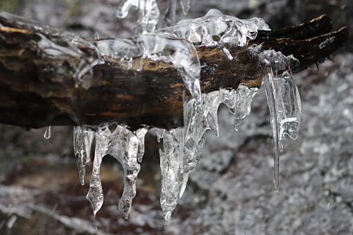 Icicles hanging from a tree branch in a woodland in winter