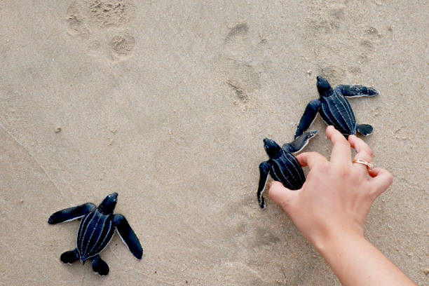 istock Indonesia, Leatherback turtle in hand on the beach 1947325249