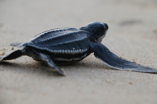 Leatherback sea turtle (Dermochelys coriacea)