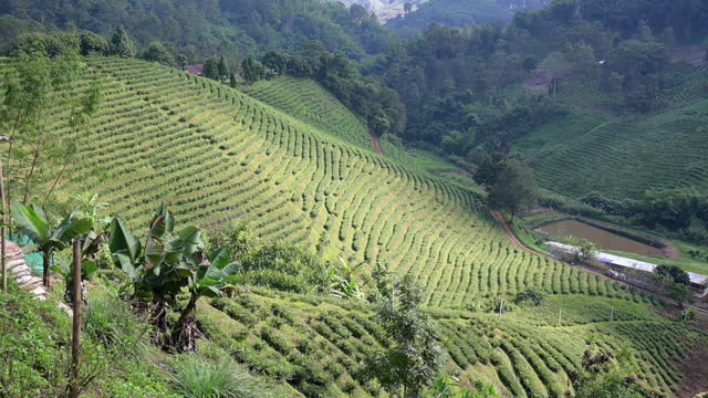 Organic tea plantation area