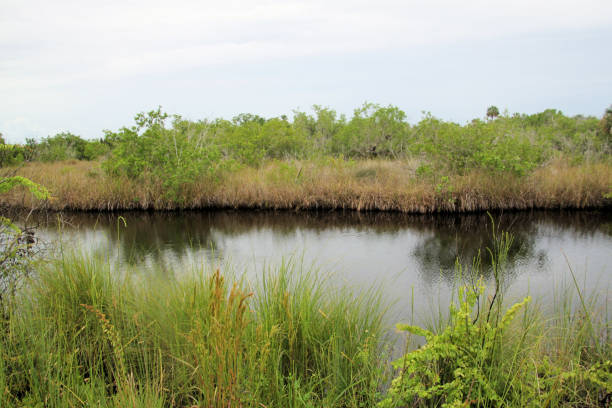 istock A view of the Everglades in Florida 1947330549