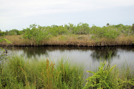 A view of the Everglades in Florida in the USA