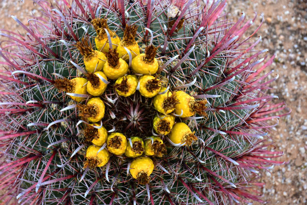 Arizona Barrel Cactus Ferocactus wislizenii fruit close up