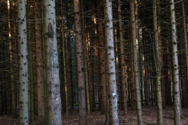 dense forest with many trees that are losing their leaves in autumn without people