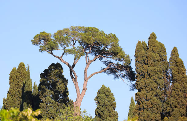 high marittime pine also calle stone pine in the garden in Europe