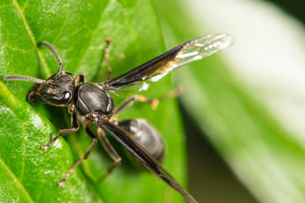 istock Insect, beautiful insect seen through a macro lens in a garden, selective focus. 1947389175