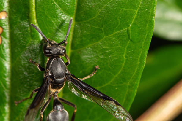 istock Insect, beautiful insect seen through a macro lens in a garden, selective focus. 1947389176