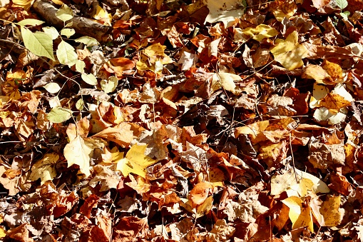 A close view of the colorful autumn leaves on the ground.