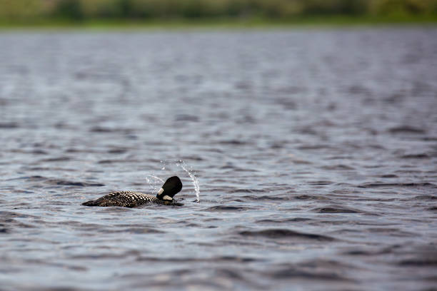 Images of Common Loons attempting to choose their mate.