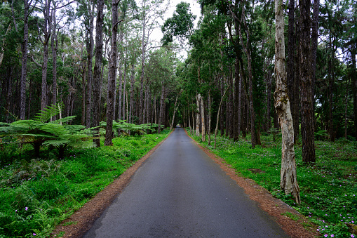 Road to Alexandra Falls in the Jungle of Black River National Park, Mauritius with Forest and Trees