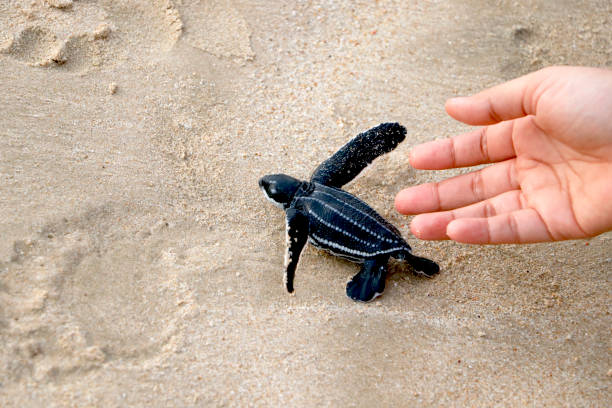 istock Indonesia, Sea Turtle in hand on beach 1947404762