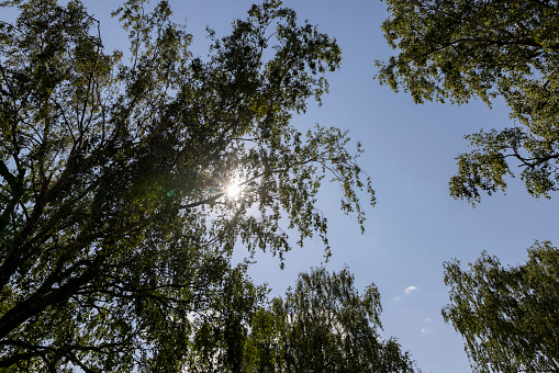 green foliage on birch trees in summer, sunny weather in birch grove