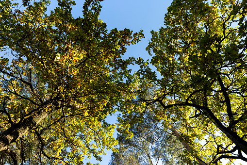 Oak tree in autumn leaf fall in sunny weather, beautiful colorful foliage on trees in autumn