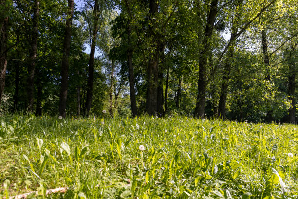 istock deciduous trees with green foliage in spring, green foliage 1947406462