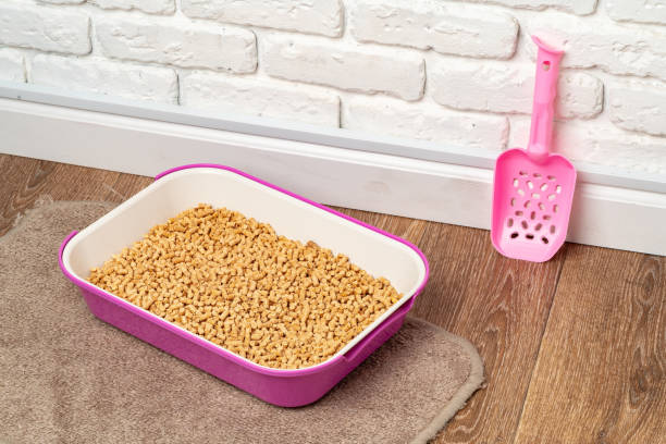 istock Plastic cat litter box in the bathroom 1947417826