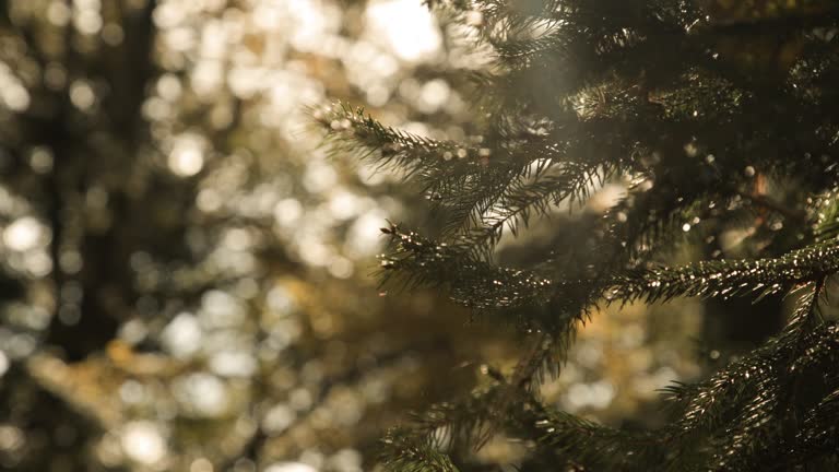 Sunlight filtering through pine branches in a serene forest at dawn.