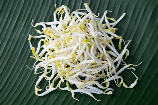 Cleaned Bean Sprout on Green Banana Leaf