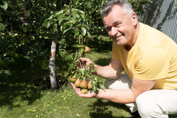 istock Happy man harvesting pears. This farmer picks pears from a pear tree. 1947435412
