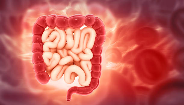 istock Human digestive system on scientific background. 3d illustration 1947450923