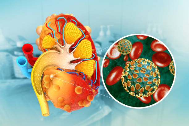 istock Human polycystic kidney disease. 3d illustration 1947459375