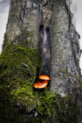Mushroom living in a tree photographed with a wide angle lens from beneath, low perspective of the huge tree
