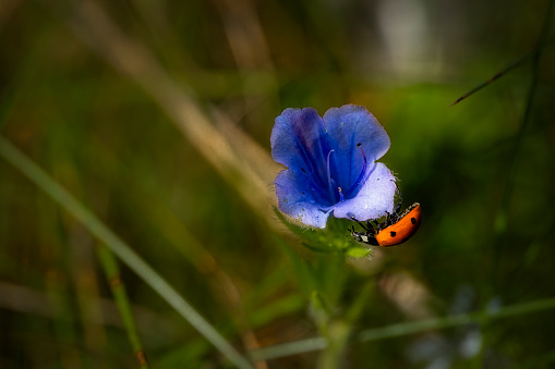 Ladybug on blurbell flower macro photography