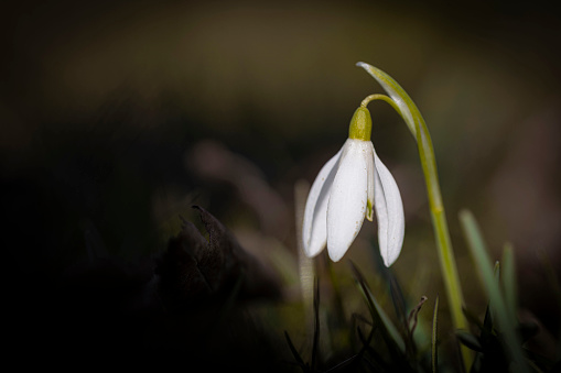 Snowdrop flower, extreme close-up photography