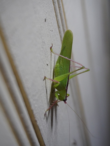 green grasshopper on wooden wall