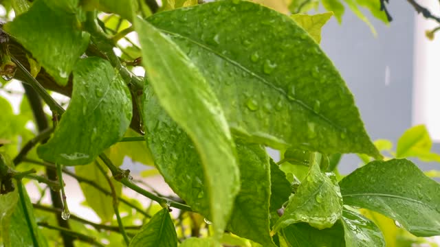 Rain drops on lemon tree leaves 4k stock video