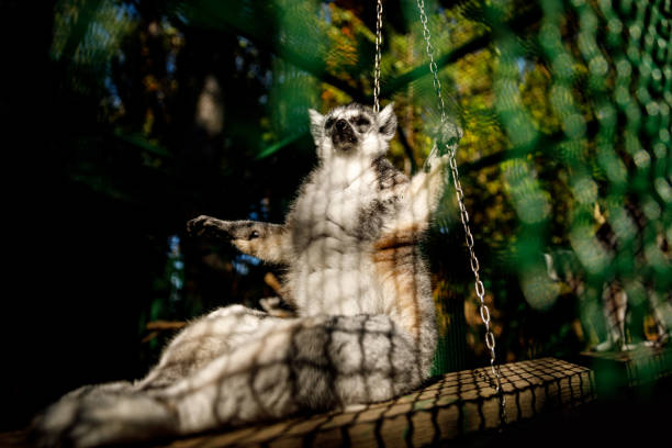 A funny pose of Lemur with widely spaced paws