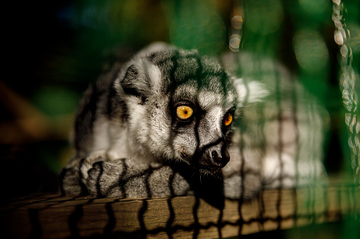 Ring-tailed Lemurs at the zoo