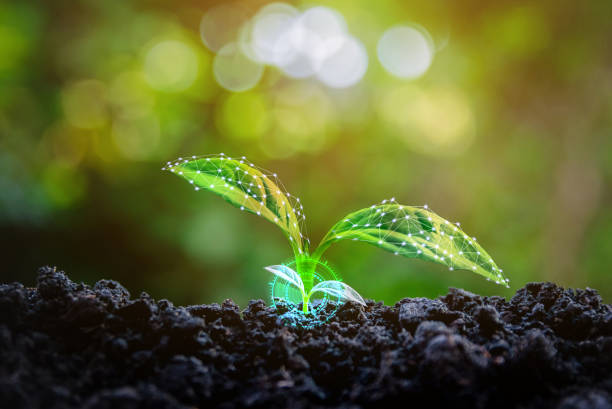 istock Tree seedling ecology and concepts Expanding business ideas 1947466859