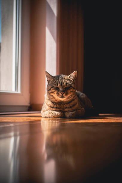 istock Peaceful Slumber: Chubby House Cat Napping Indoors 1947471739