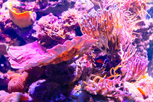 istock Colorful corals of underwater world 1947472318