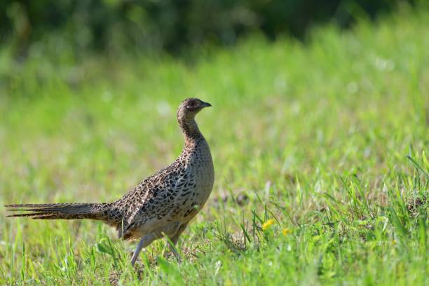 istock Pheasant hen walking and lurking for food in grass during  sunny spring 1947472345