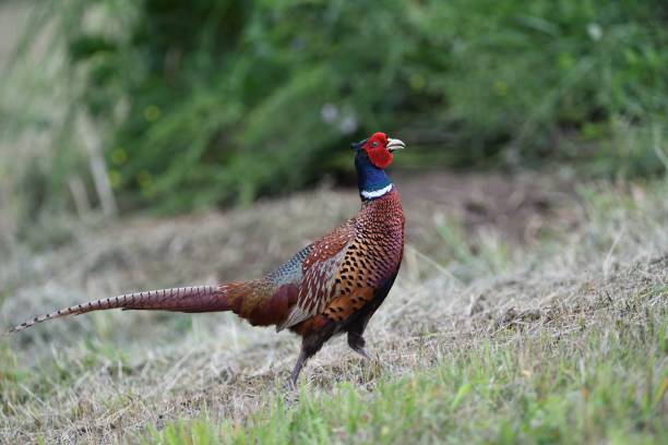 istock Portrait of a common pheasant on a green meadow in spring during rut 1947472420