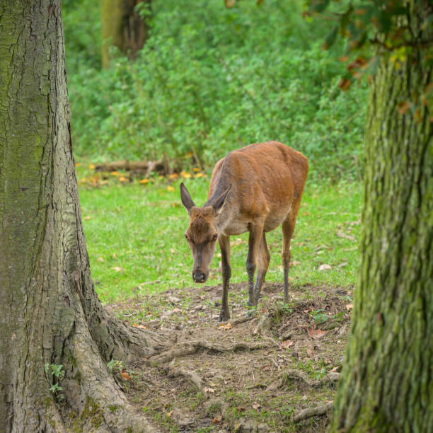 Portrait of a red deer in a park, cloudy day in autumn (Austria)