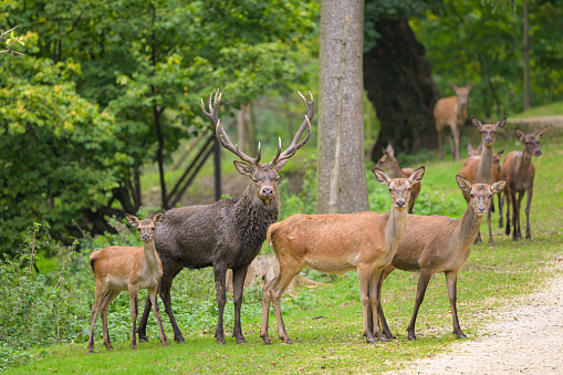 A group of Red deer in a park, cloudy day in autumn (Austria)