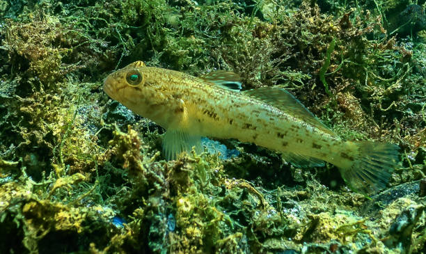 Neogobius melanostomus - Marine invasive species Round goby Neogobius melanostomus - Marine invasive species Round goby. Fish of the Black Sea bullhead fish stock pictures, royalty-free photos & images