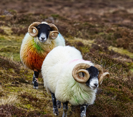 Two Hebridean Rams together in a field in the Outer Hebrides Scotland.