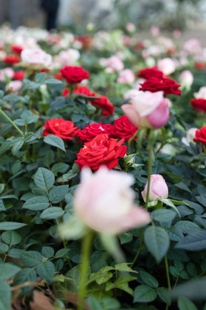 istock Landscape with beautiful rose flowers 1947473553
