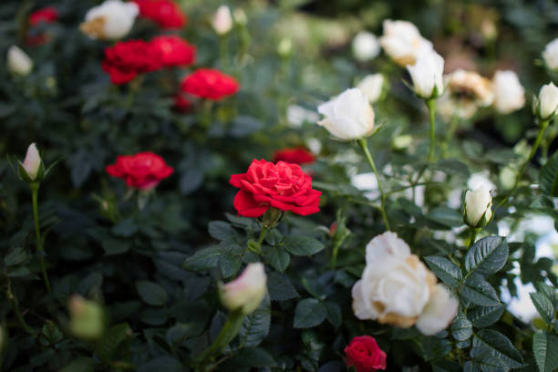 Landscape with beautiful rose flowers