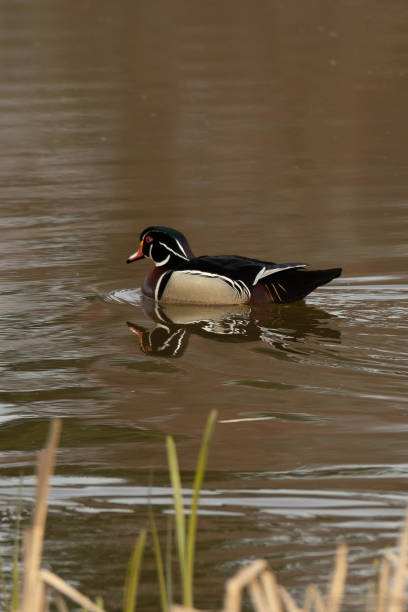 istock Male Wood Duck 1947476715