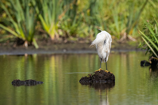 A little egret (Egretta garzetta) standing in a pond, sunny day in summer, Briere Regional Natural Park (France)